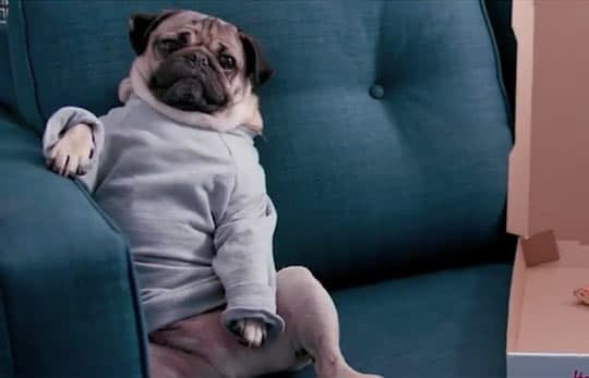Fitness Tips With Doug The Pug
